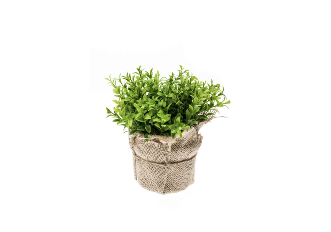 Cress Bush 16cm in Jute Pot
