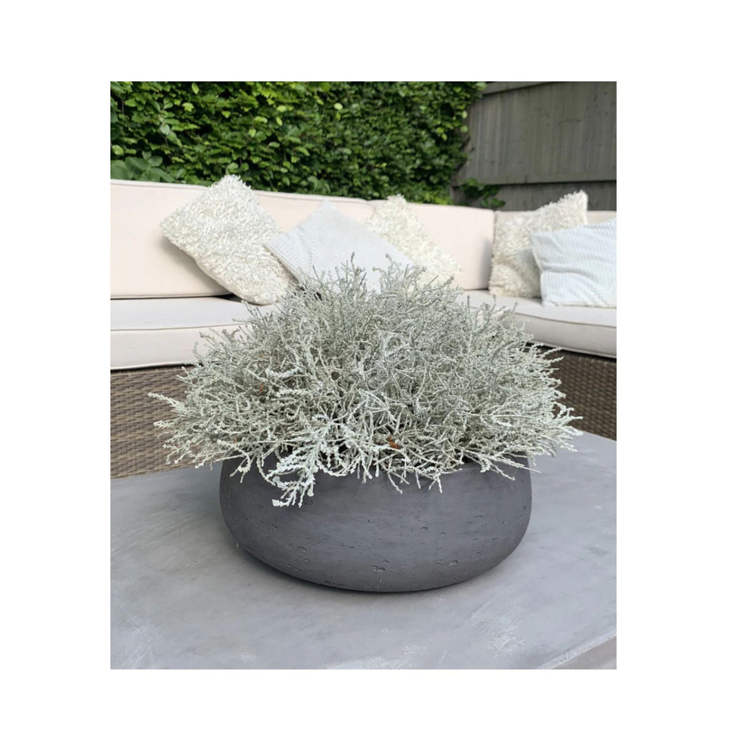 Curly Grass in a Grey Stone Bowl - Sutherland Interiors