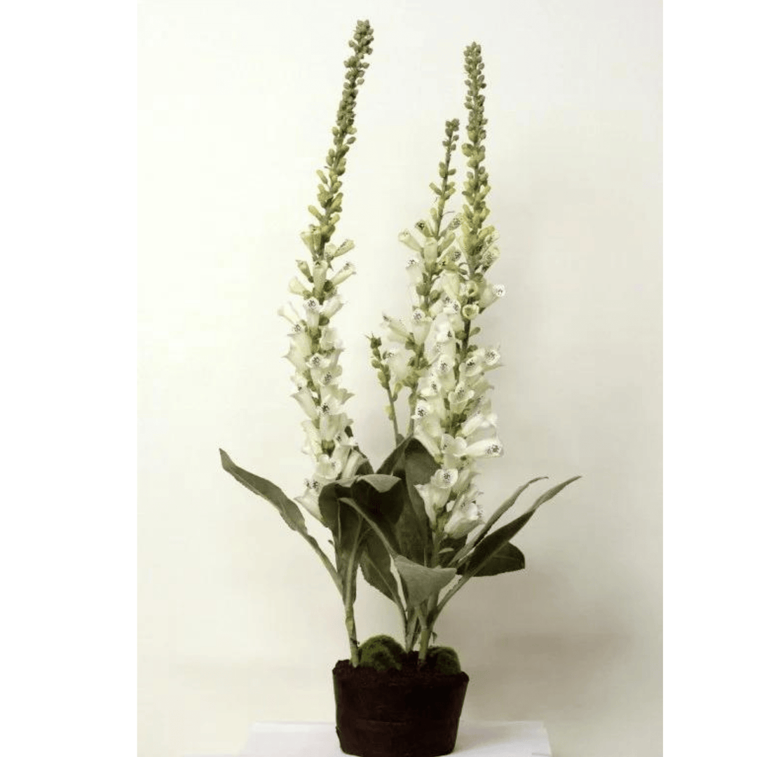 Foxglove in Soil 95cm - Sutherland Interiors