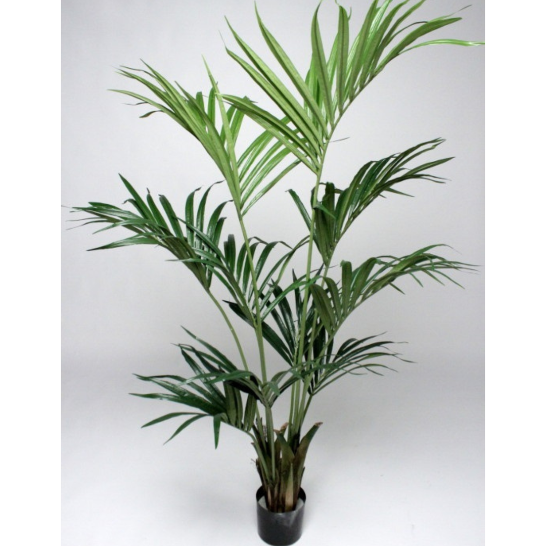 Kentia Palm
