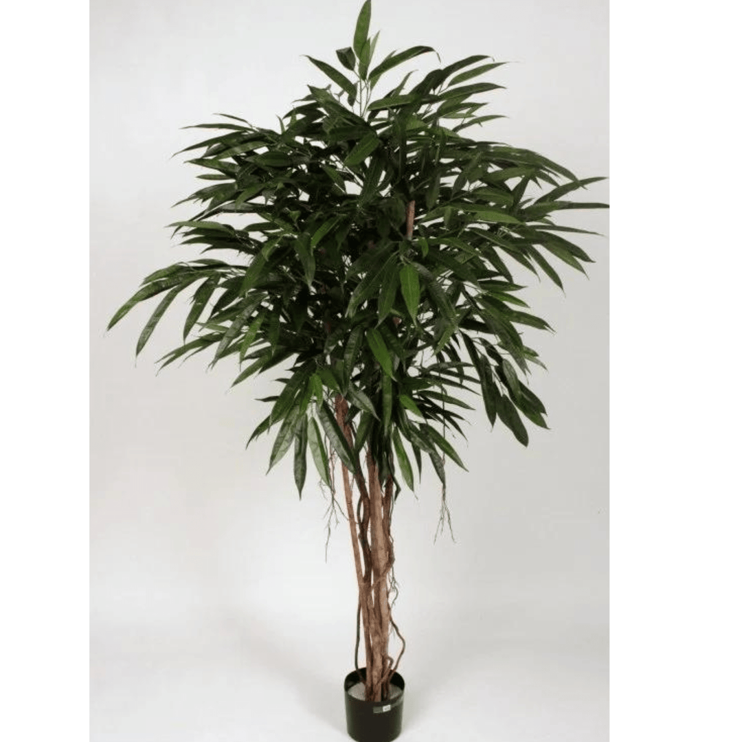 Longifolia Royal Tree 180cm - Sutherland Interiors