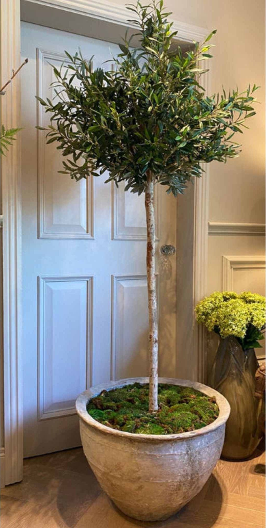 Olive Tree Planter - Sutherland Interiors