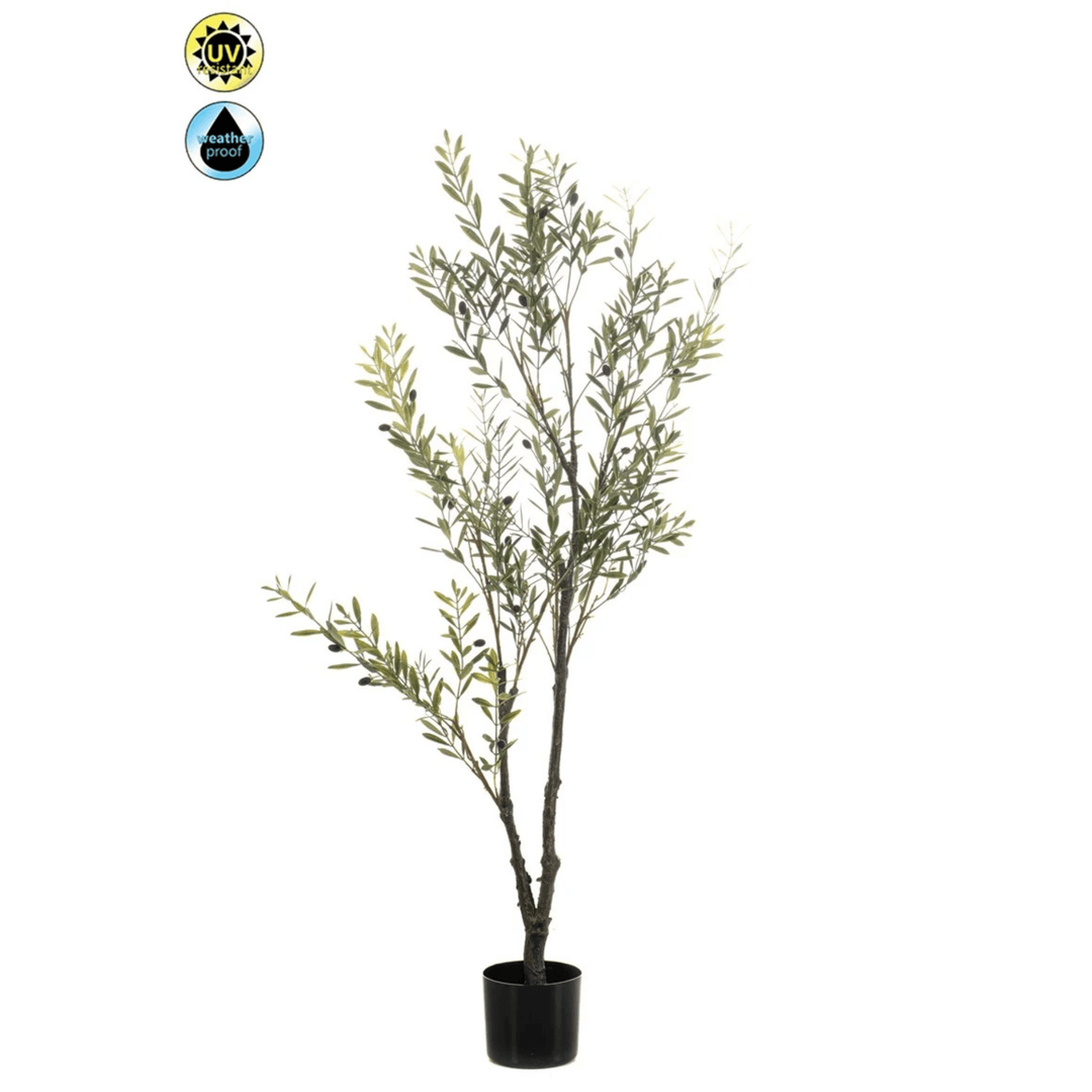 Olive tree UV 140cm - Sutherland Interiors