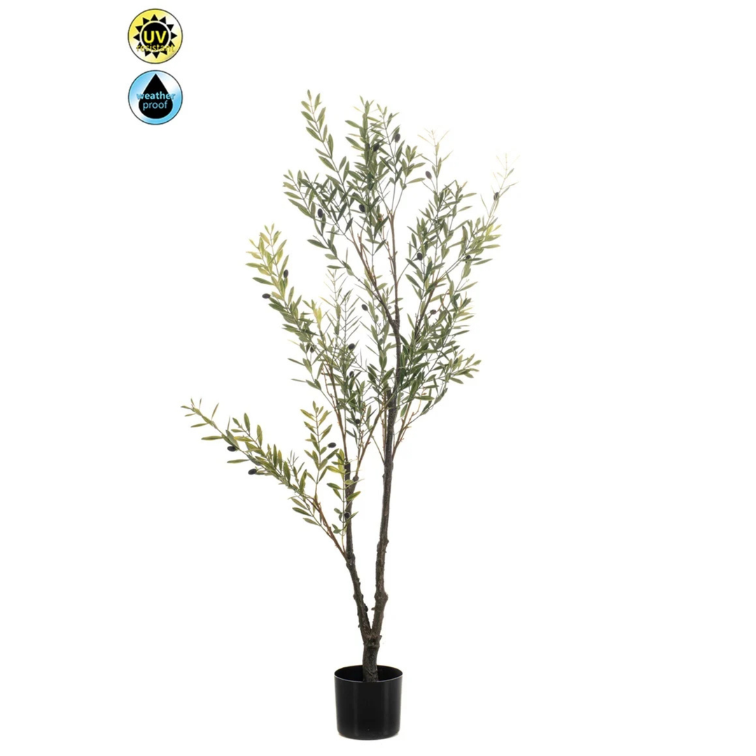 Olive tree UV 140cm