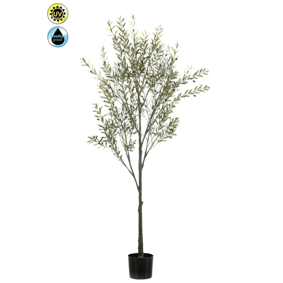 Olive Tree UV 175cm - Sutherland Interiors