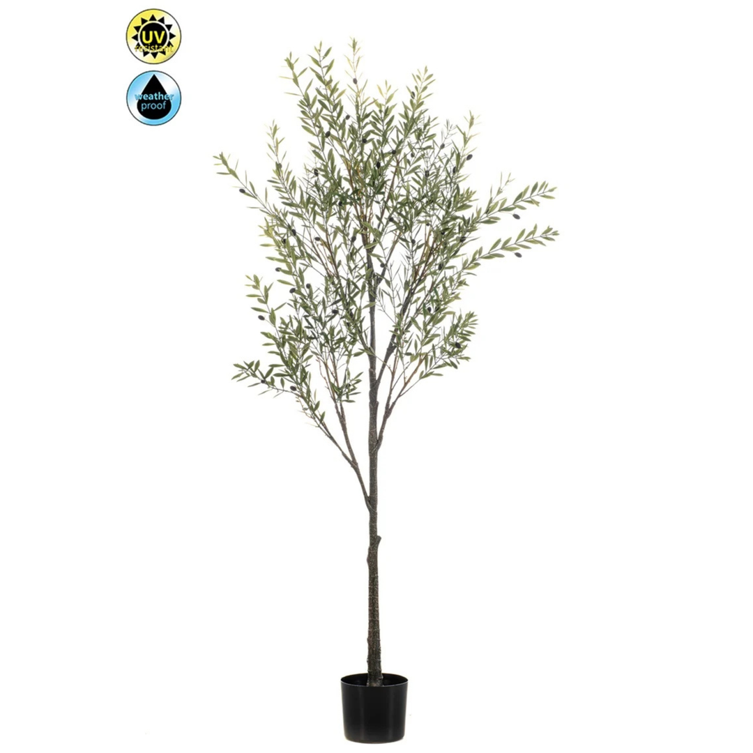 Olive Tree UV 175cm