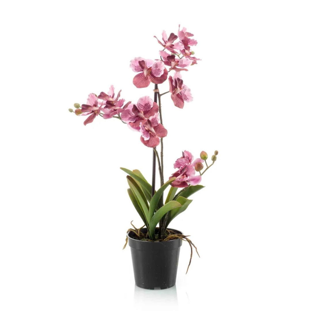 Vanda Pink