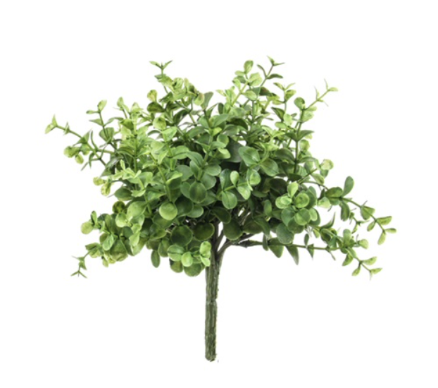 EUCALYPTUS BUSH