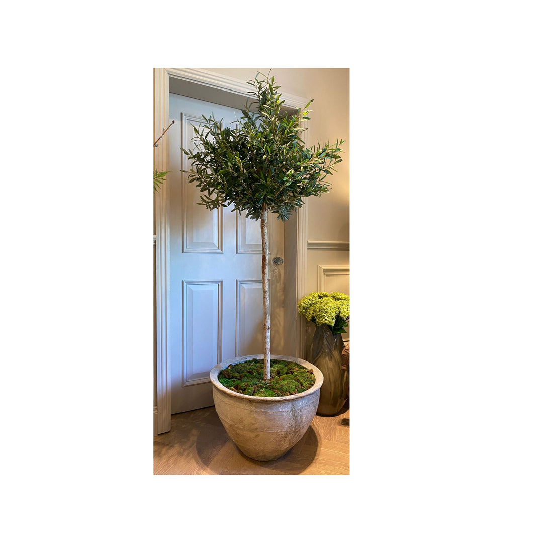 Olive Tree Planter