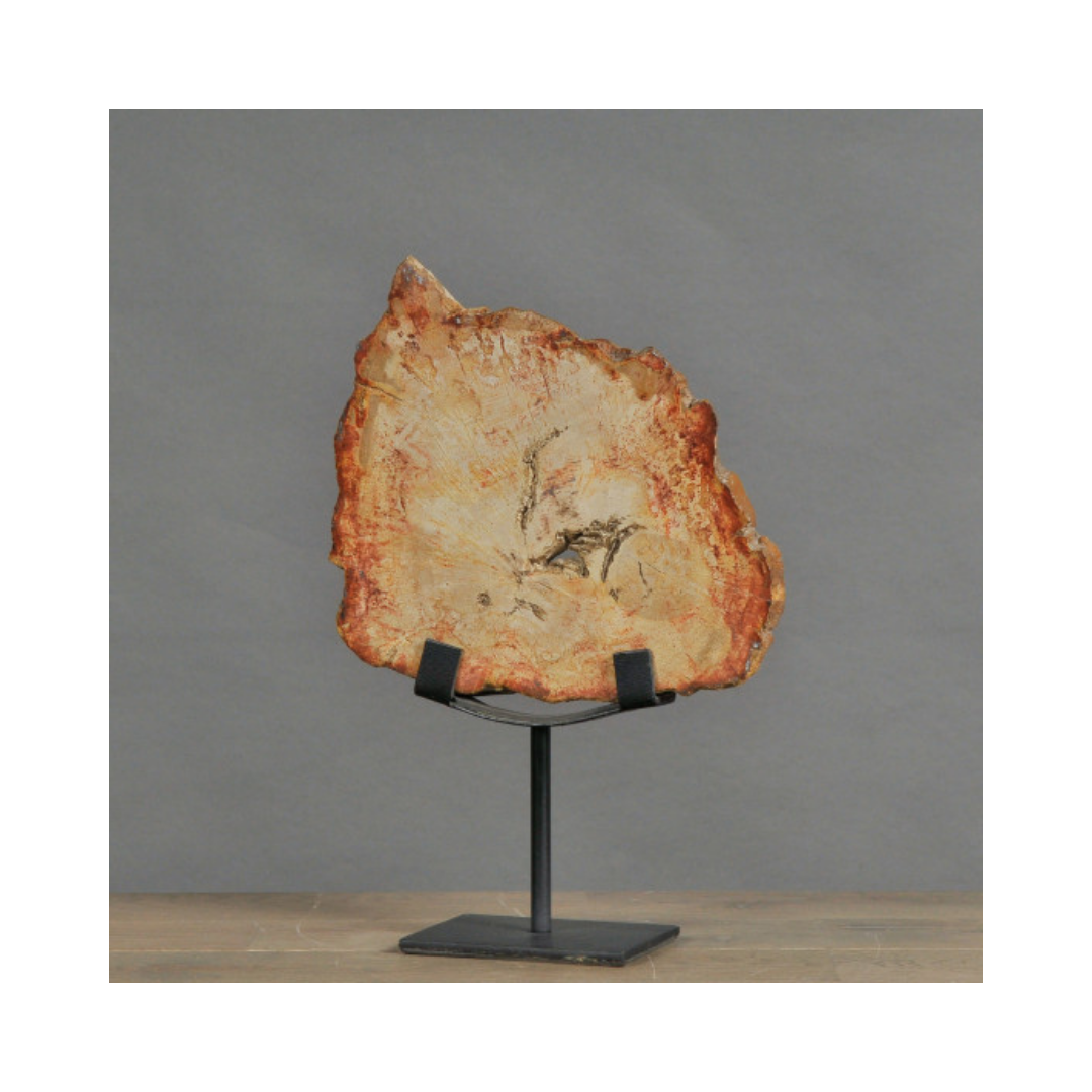 Small Petrified Slice of Wood