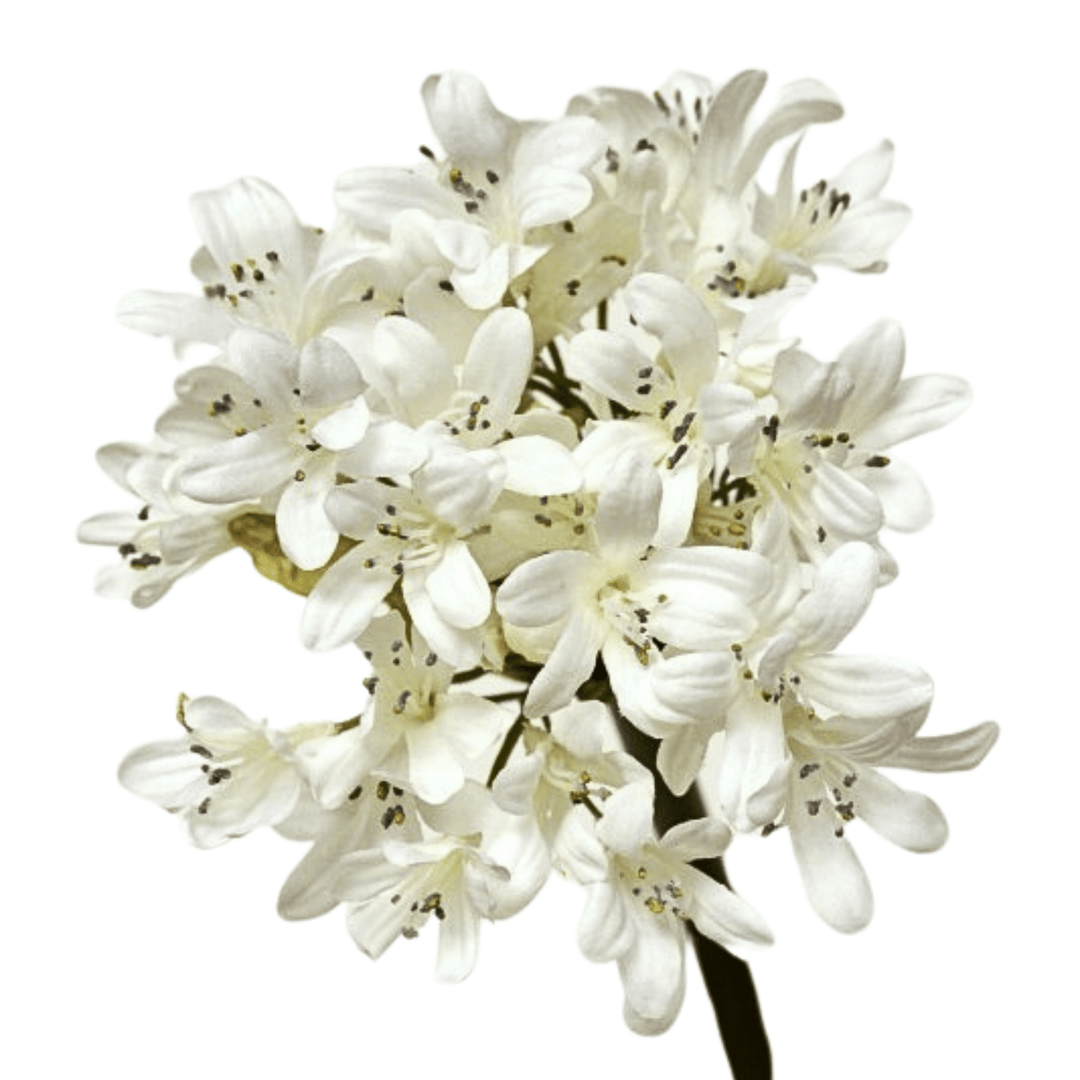 Agapanthus Stem - Sutherland Interiors