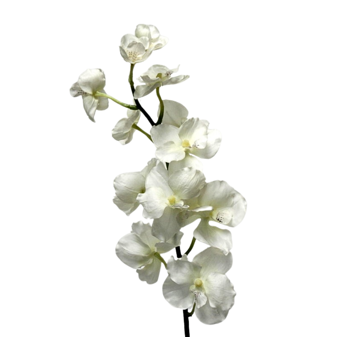 White Vanda Orchid