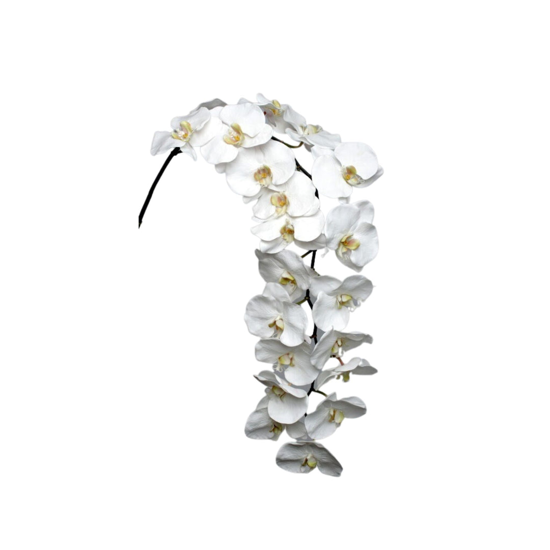 Phalaenopsis White 165cm - Sutherland Interiors