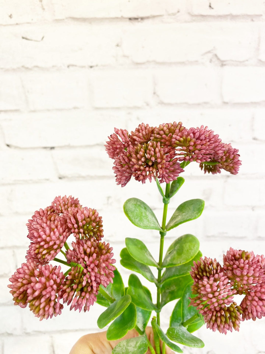 Sedum Spray Mauve - Sutherland Interiors