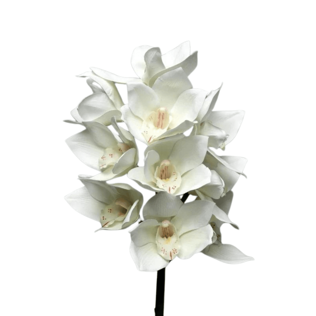 White Cymbidium - Sutherland Interiors