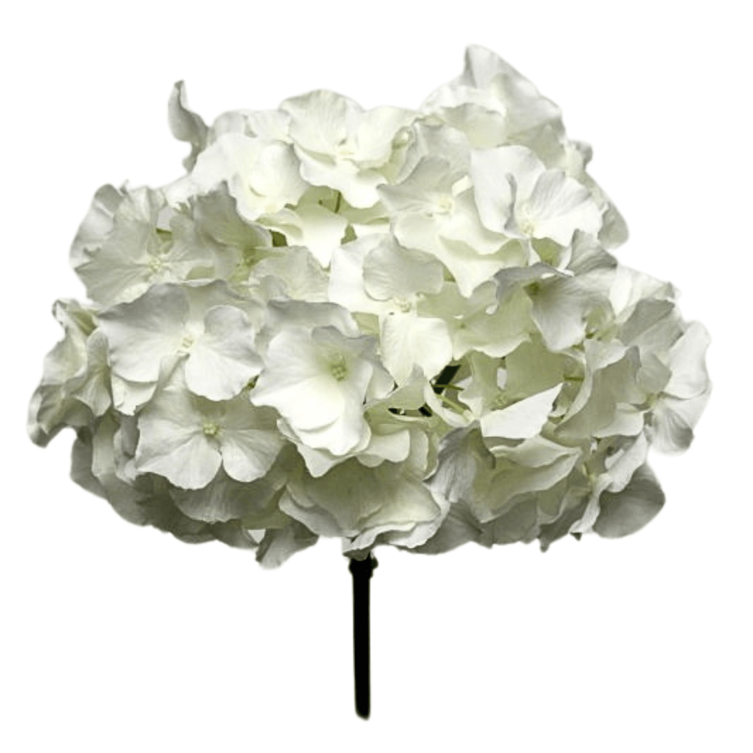 White Hydrangea - Sutherland Interiors