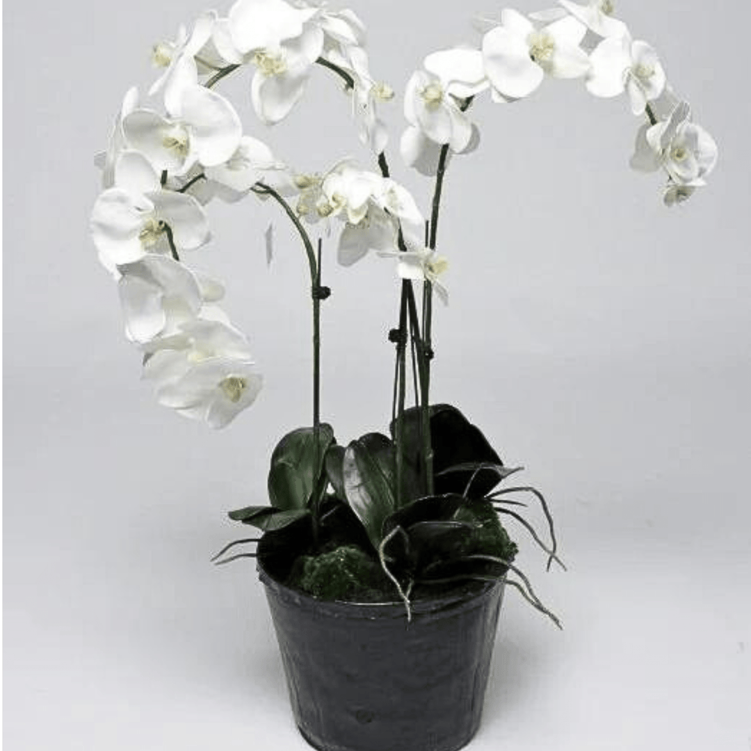White Orchid Plant - Sutherland Interiors