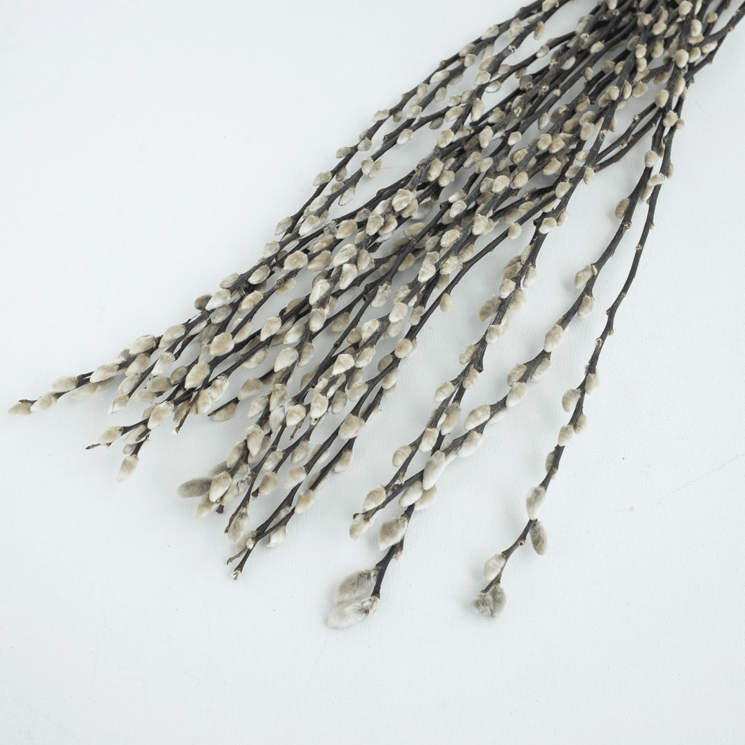 10 Stems Natural Dried Pussy Willow Branches 65cm - Sutherland Interiors