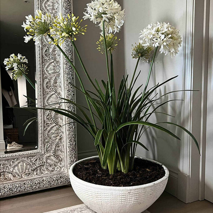 Agapanthus in a White Polystone Bowl - Sutherland Interiors