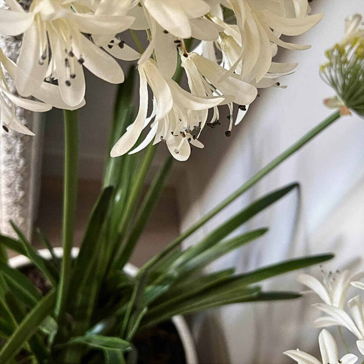 Agapanthus in a White Polystone Bowl - Sutherland Interiors