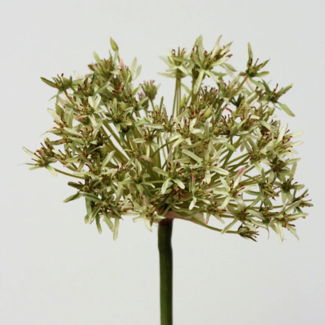 Agapanthus Light Green - Sutherland Interiors
