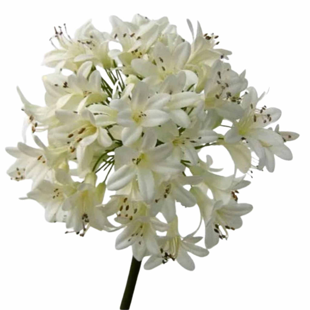 Agapanthus Stem 60cm - Sutherland Interiors