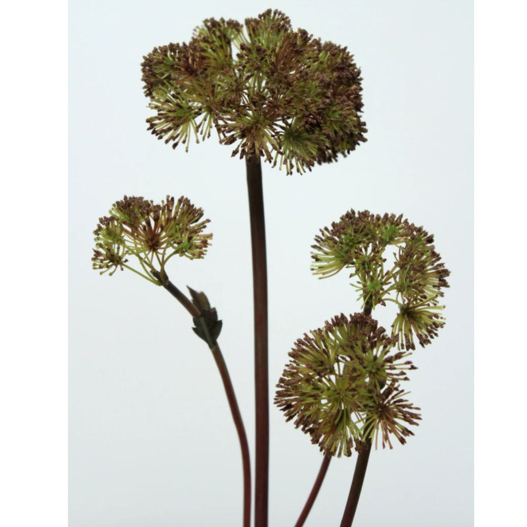 Angelica Dark Brown - Sutherland Interiors