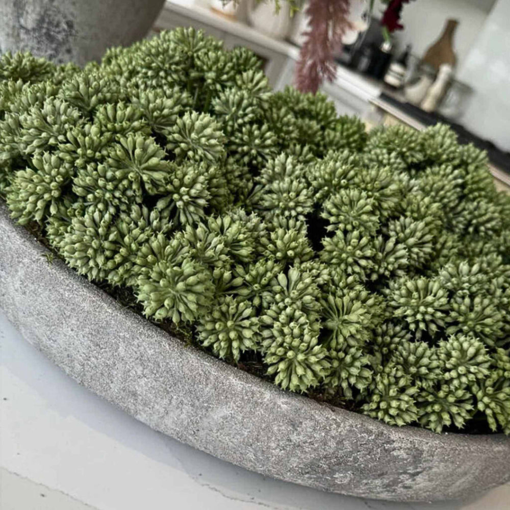 Angelica in a Stone Bowl - Sutherland Interiors