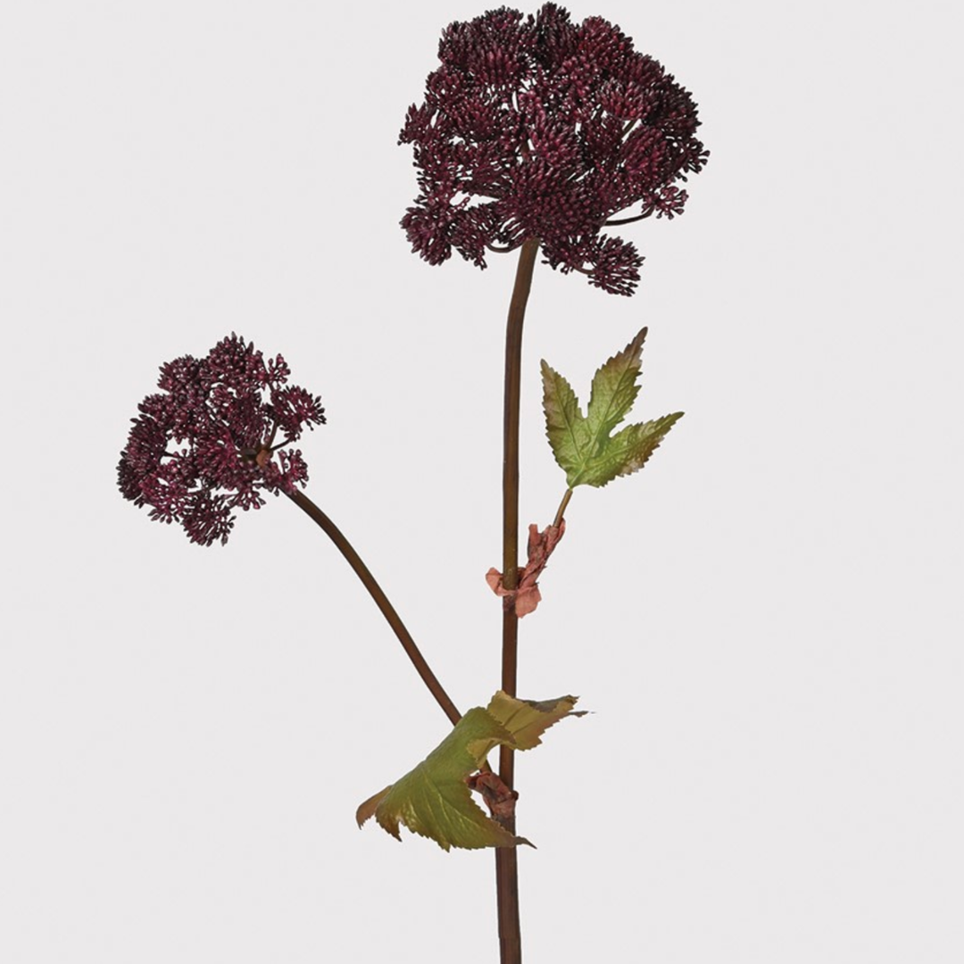 Burgundy Angelica Seed Stem