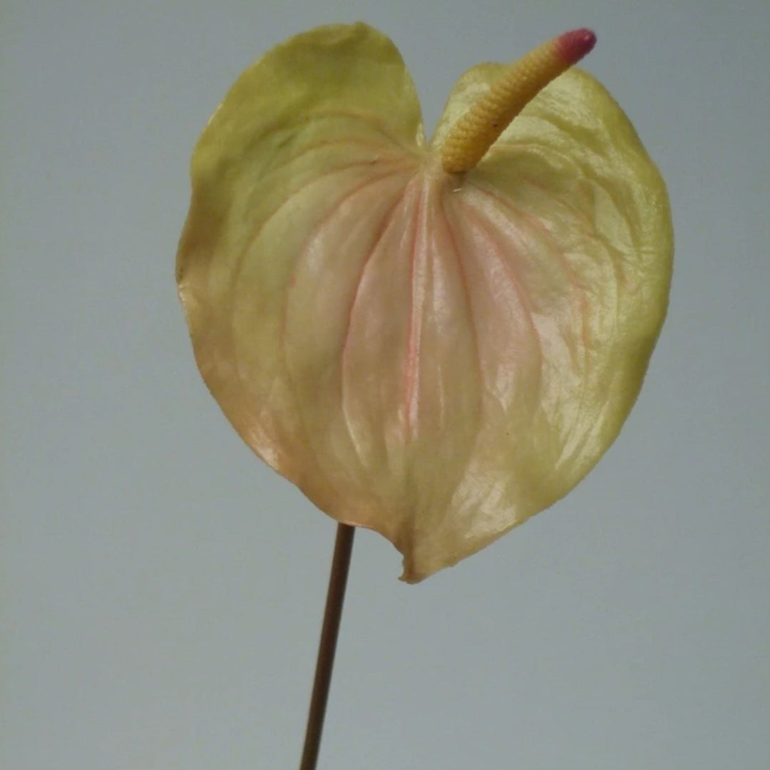 Anthurium Light Green - Sutherland Interiors