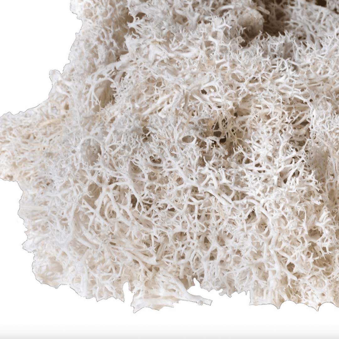 Bag Real White Moss - Sutherland Interiors