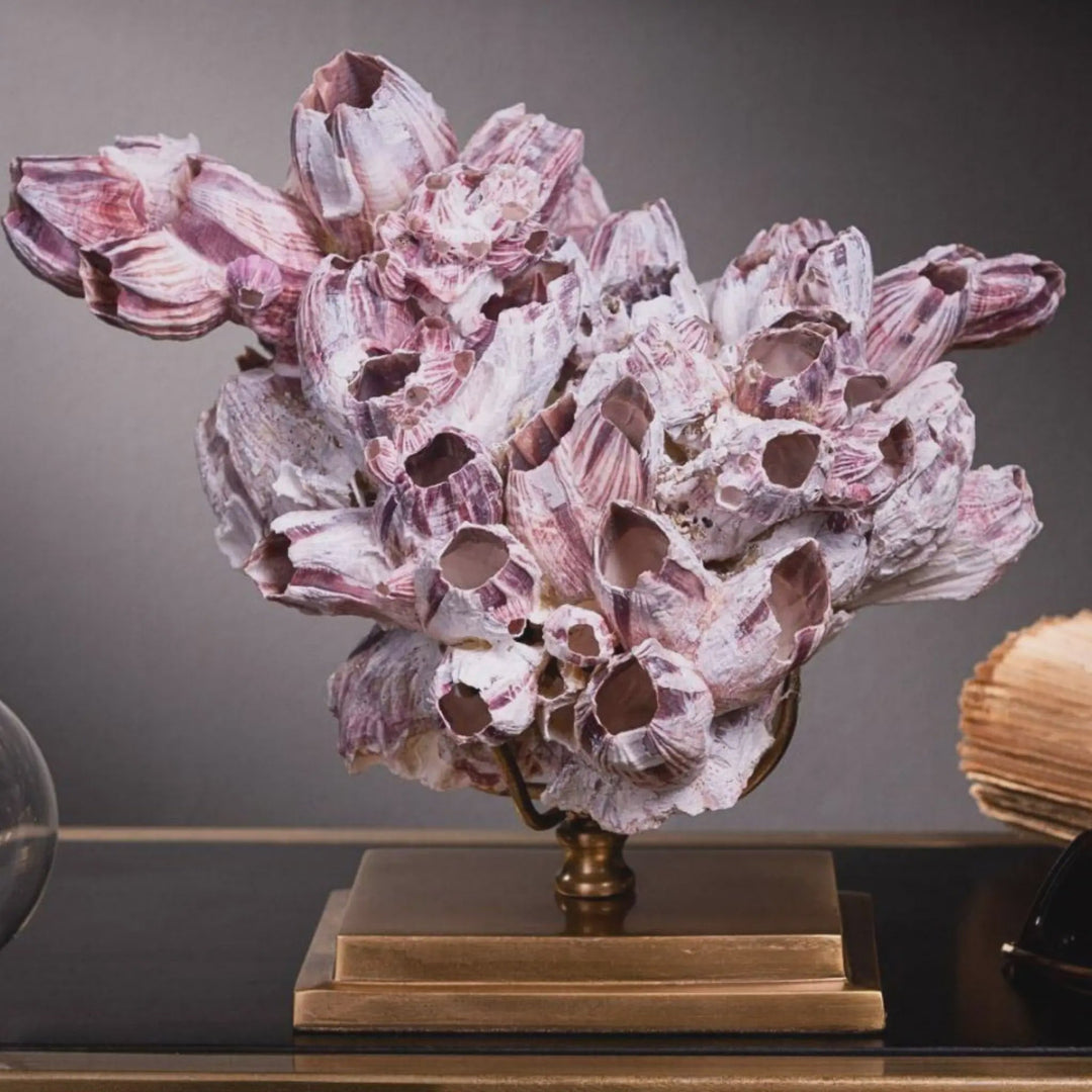 Balanus purple shells on brass stand - Sutherland Interiors