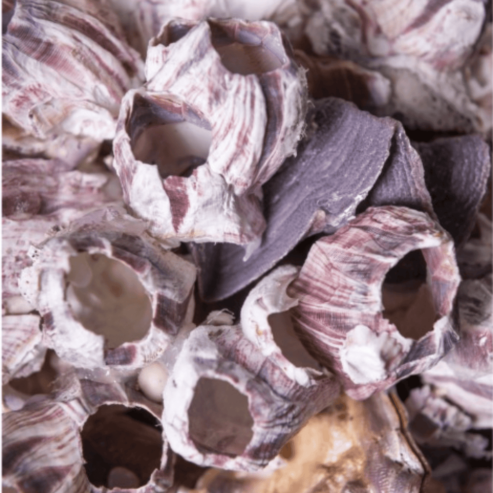 Balanus Shells on Brass - Sutherland Interiors