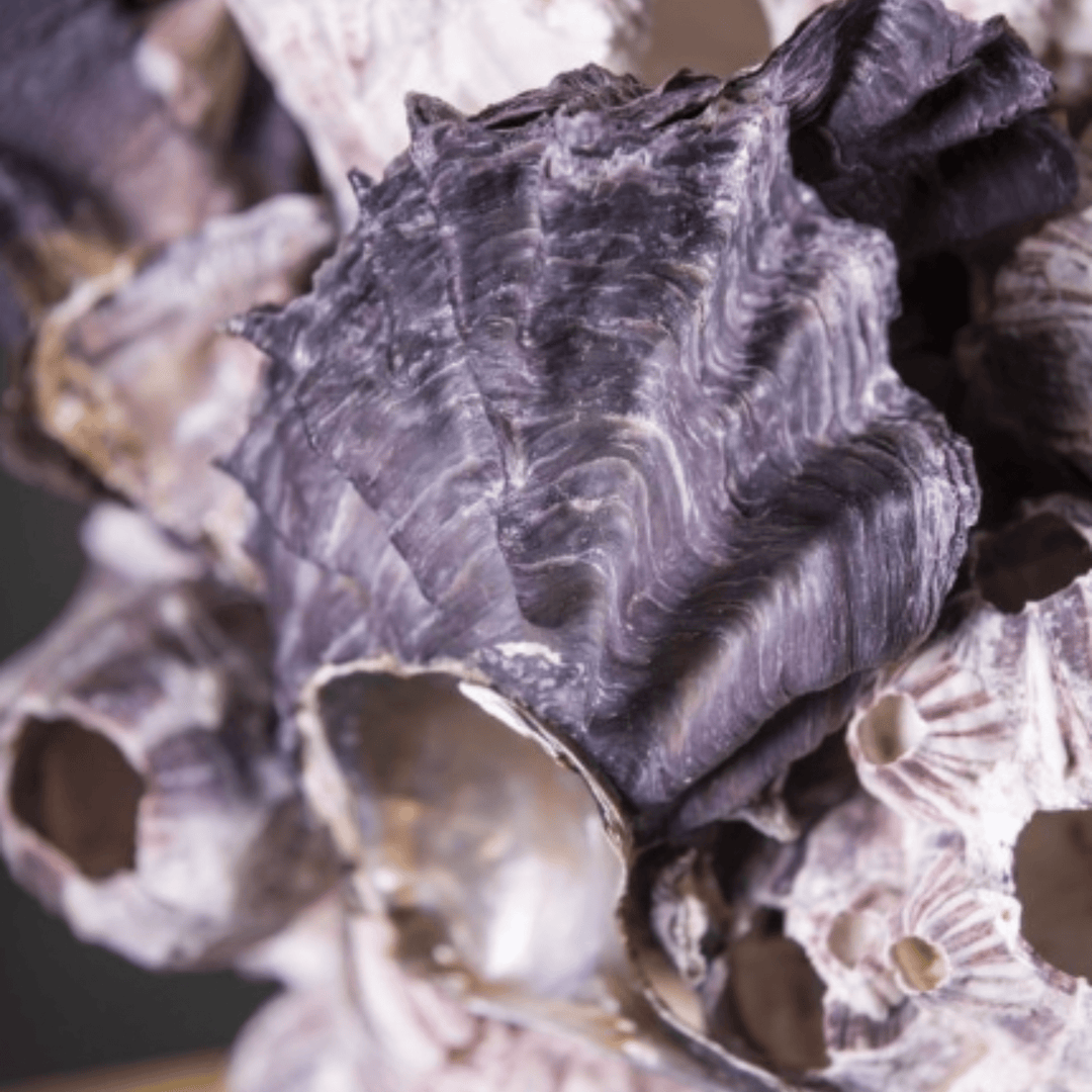 Balanus Shells on Brass - Sutherland Interiors