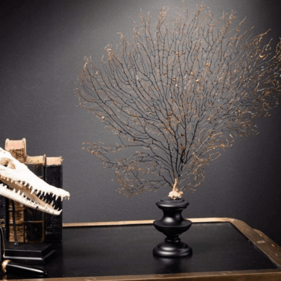 Black Sea Fan on Wood Stand - Sutherland Interiors