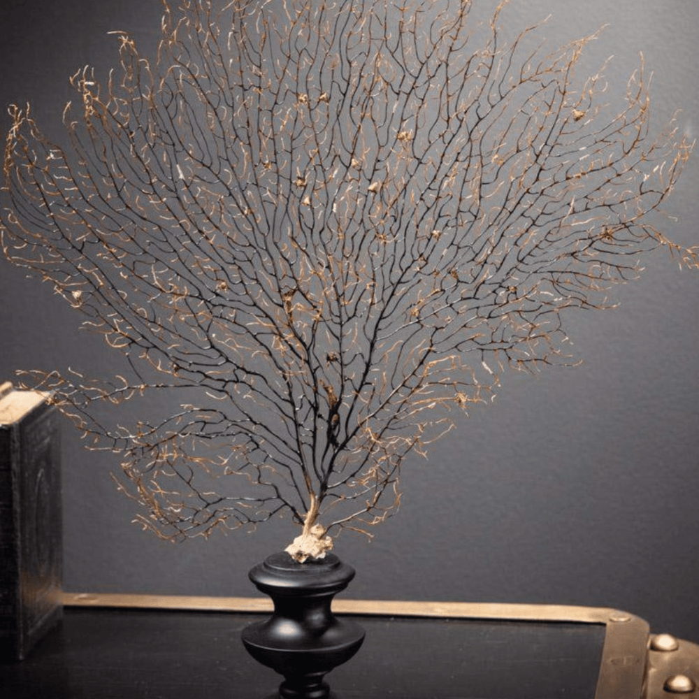 Black Sea Fan on Wood Stand - Sutherland Interiors