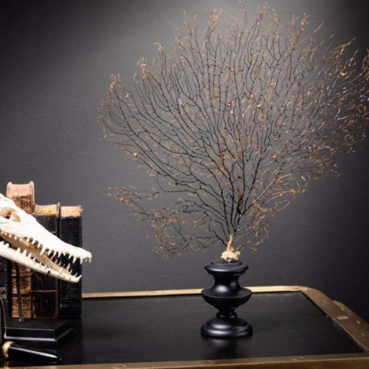 Black Sea Fan on Wood Stand