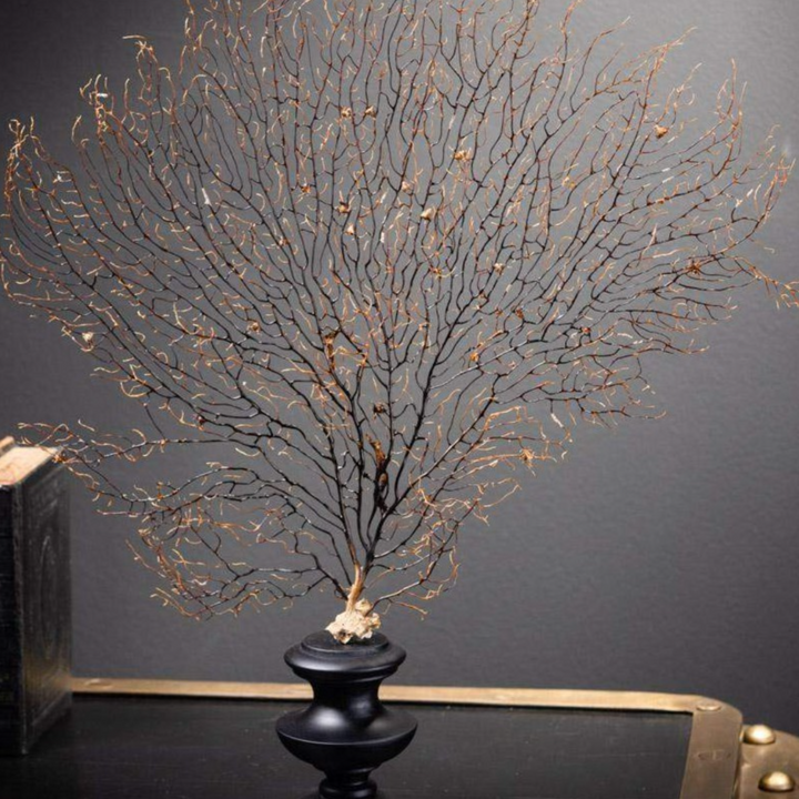 Black Sea Fan on Wood Stand