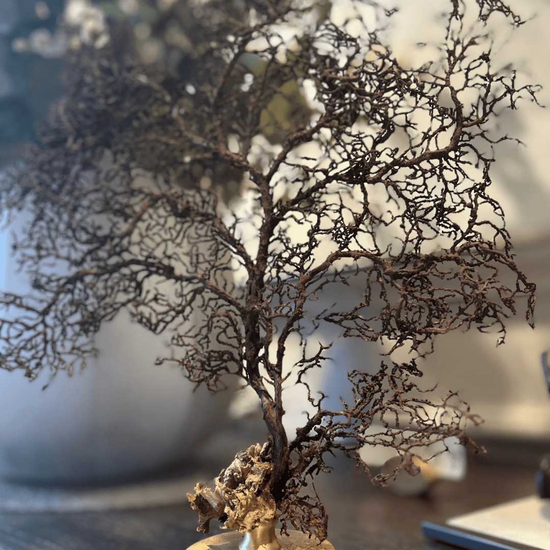 Brown Gorgonian - Sutherland Interiors