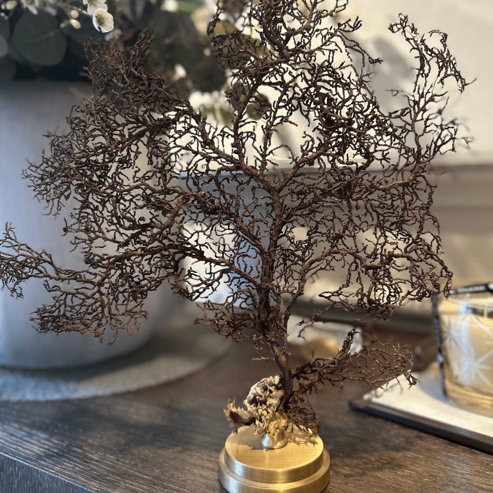 Brown Gorgonian - Sutherland Interiors