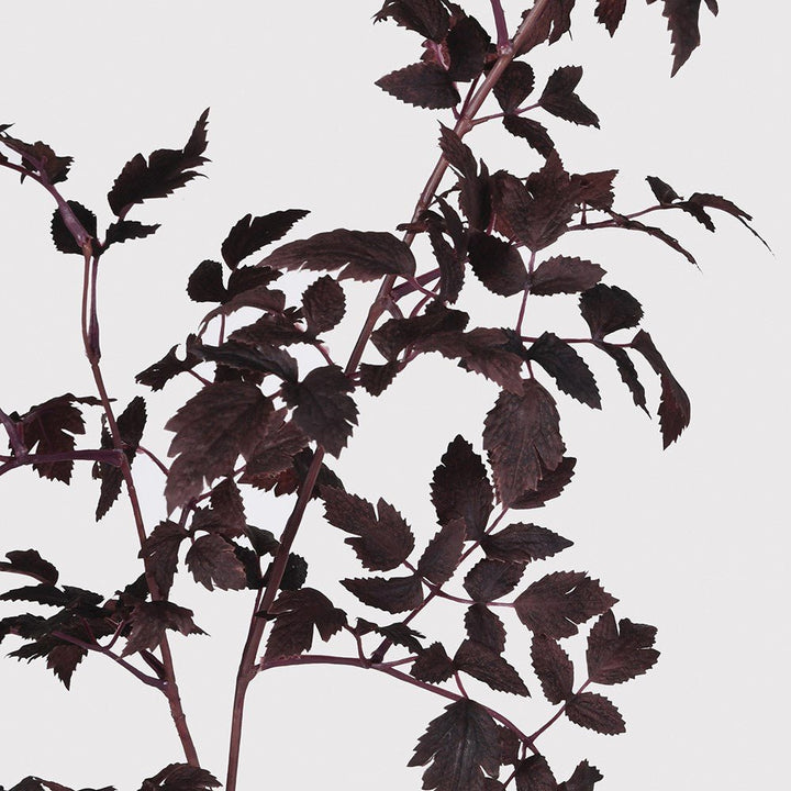 Burgundy Physocarpus Diabolo - Sutherland Interiors