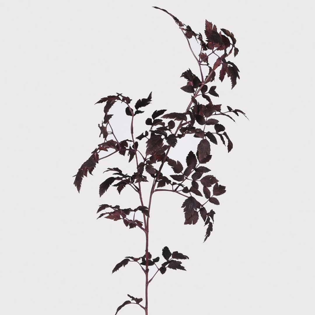 Burgundy Physocarpus Diabolo