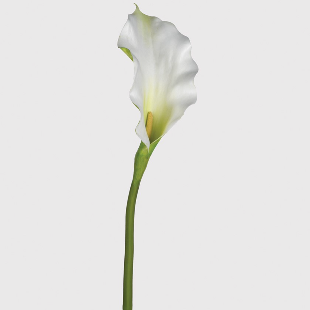 Calla Lily Stem