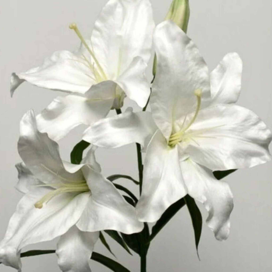 a white artificial casablanca lily with a white background