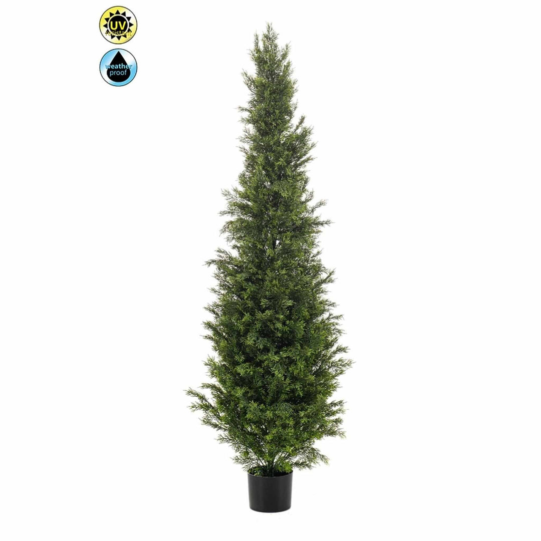 Cedar Potted Tree - Green 2.5m - Sutherland Interiors