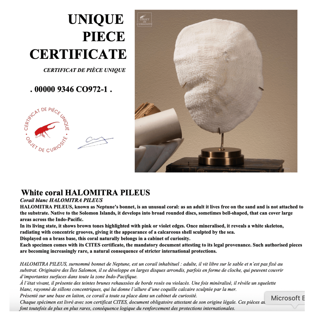 Coral Halomitra Pileus - Sutherland Interiors