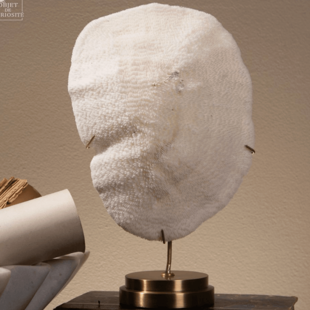 Coral Halomitra Pileus - Sutherland Interiors