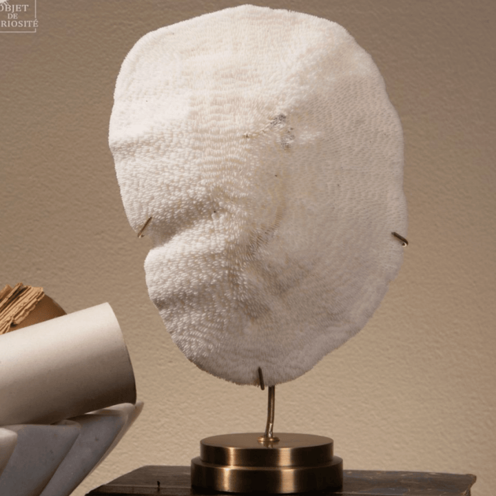 Coral Halomitra Pileus - Sutherland Interiors