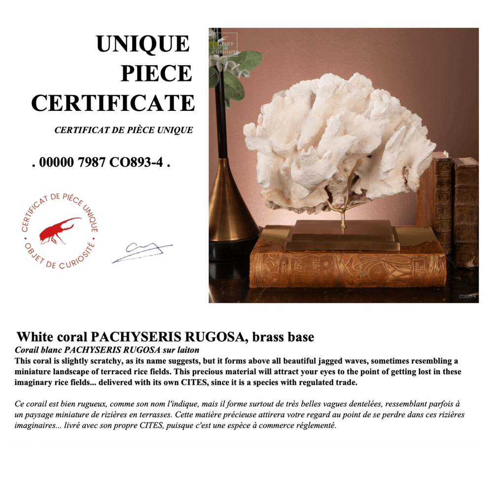Coral Rugosa - Sutherland Interiors