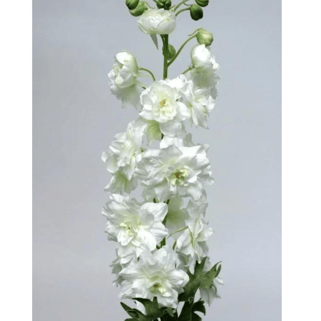 Delfinium White - Sutherland Interiors